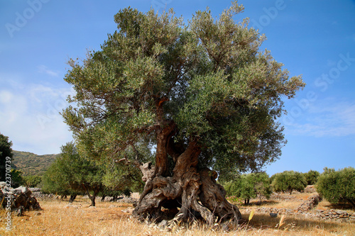 Olivenbaum (Olea europaea) alter Baum, Insel Kreta, Griechenland, Europa