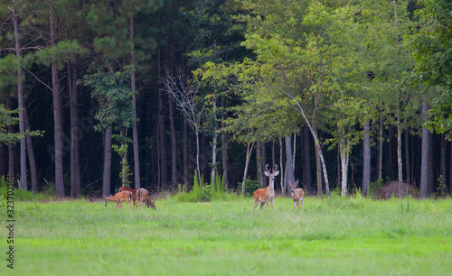 Fotografie, Obraz Deer herd in North Carolina