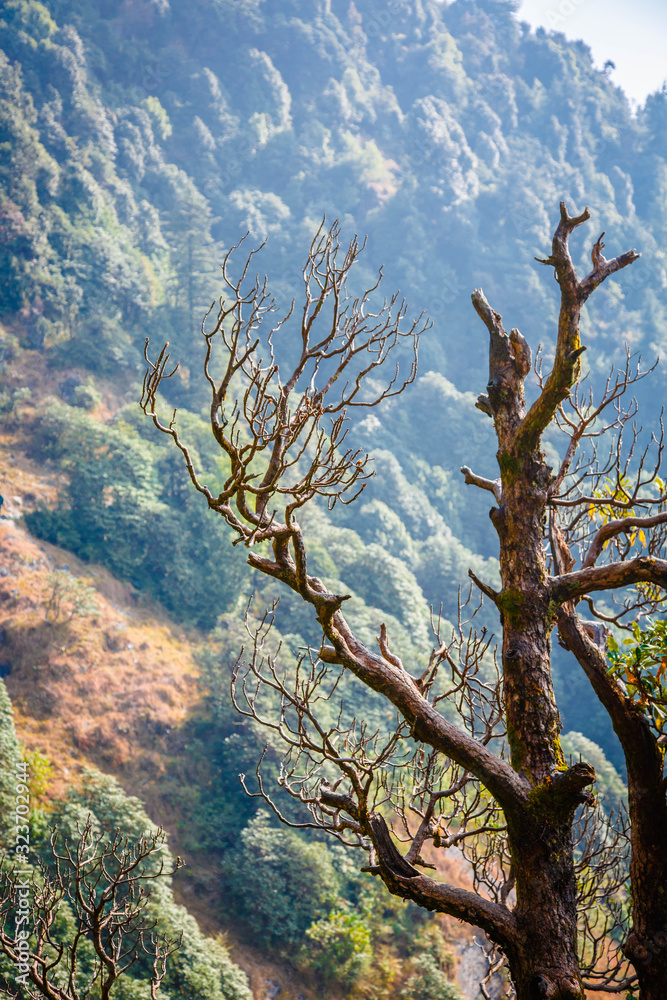 Mysterious forest with a view of coming fog. Indian magic Himalayas mountains in Dharamshala Treck to Triud. Mysterious forest with a view of coming fog. Indian magic Himalayas mountains in Dharamshala Treck to Triud.