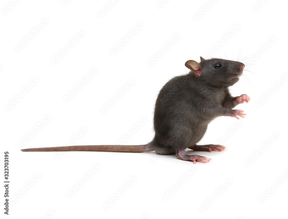 Rat isolated on white background Rat isolated on white background