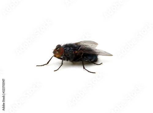  fly on a white background © Alekss