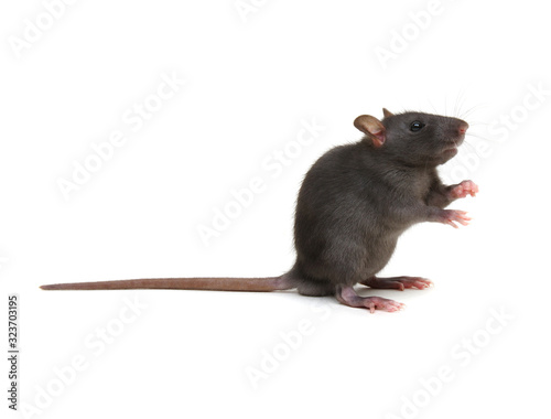 Rat isolated on white background © Alekss