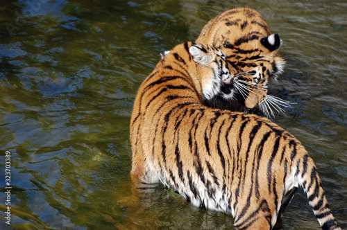 Tigers play in the water