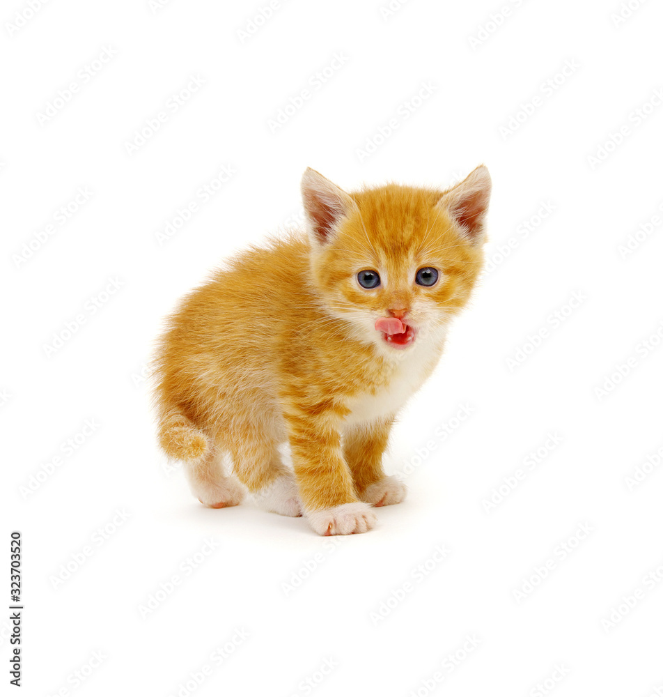 Small red kitten on a white Small red kitten on a white