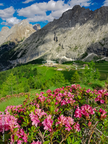 Blooming Rhododendron (Hairy Alpenrose, Rhododendron hirsutum) on the Alpine meadow, Italy, Dolomites.