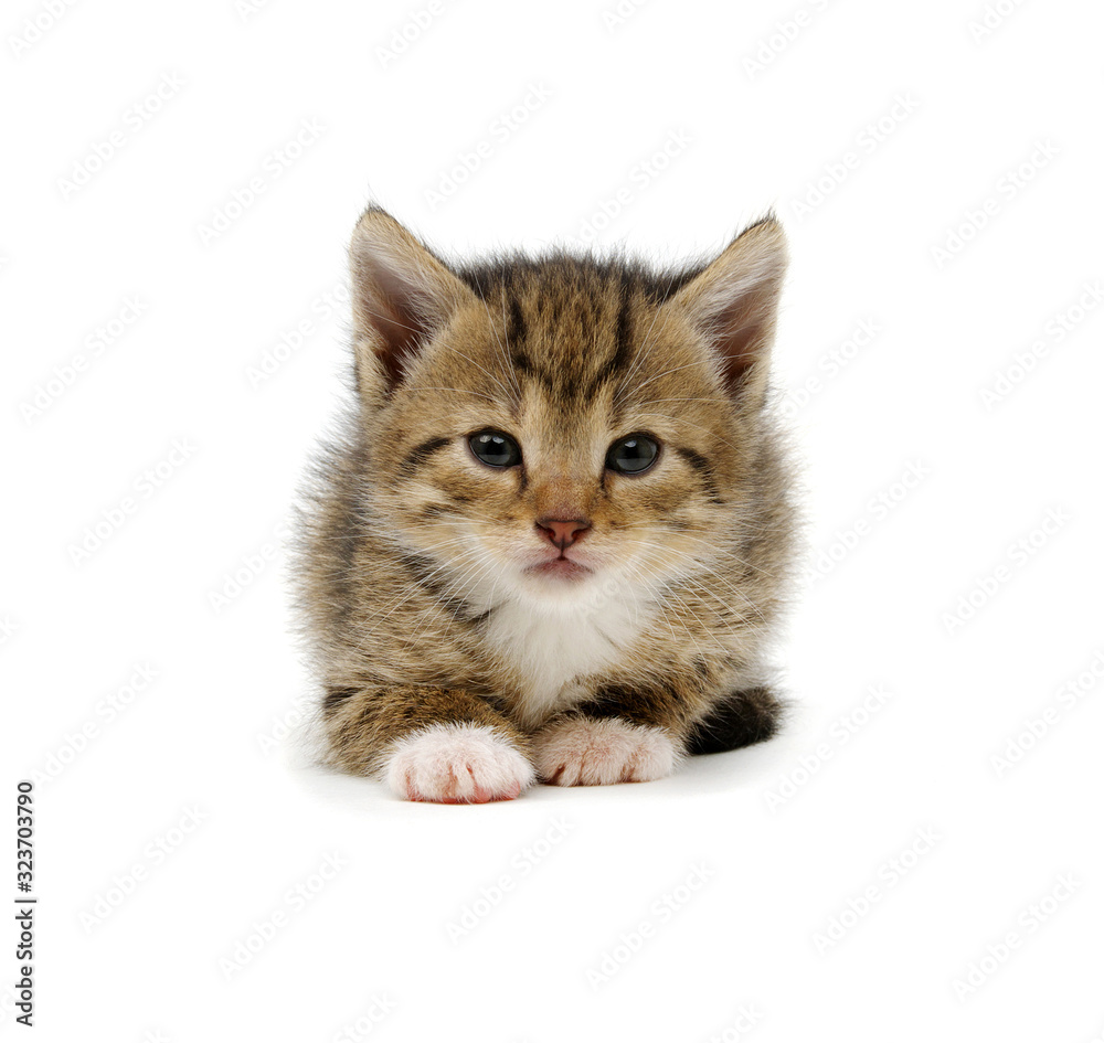 Obraz premium Small brown kitten isolated on white
