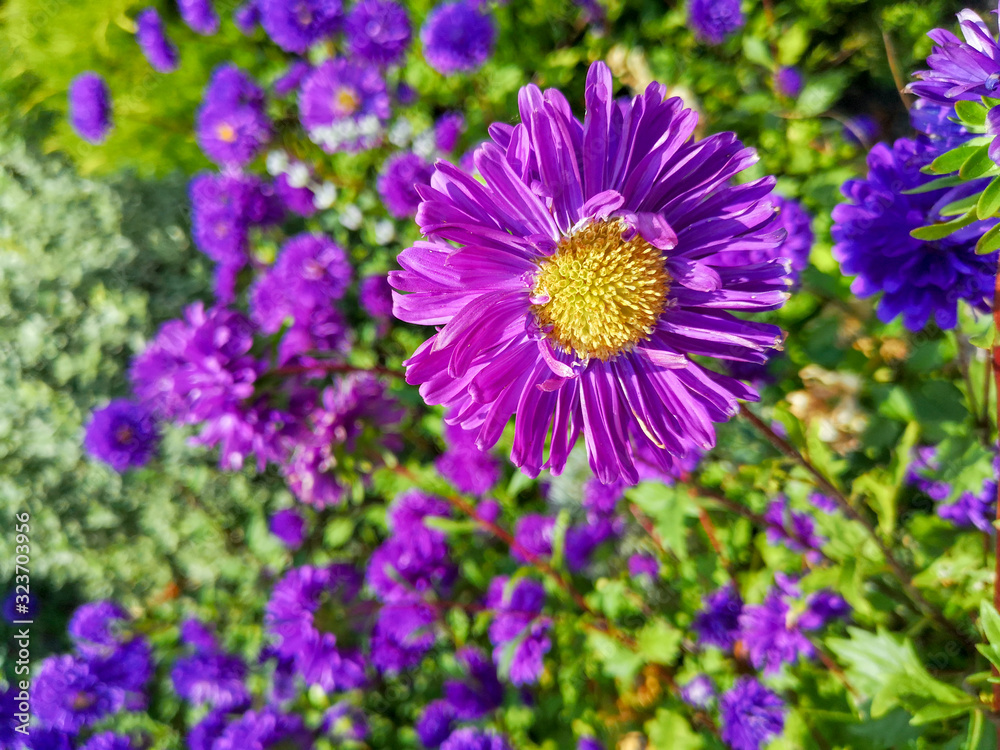 Lilac flower with a yellow core and fluffy petals on the background of a green flowerbed Lilac flower with a yellow core and fluffy petals on the background of a green flowerbed