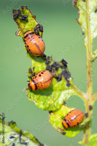 Three Colorado potato beetle larvae - Leptinotarsa decemlineata, eating from the leaf of a potato plant.