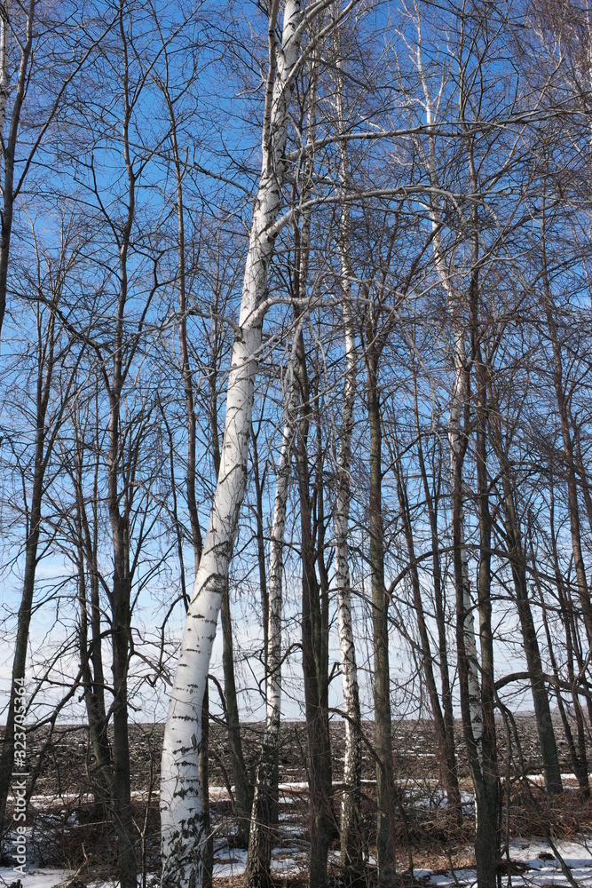 Fototapeta premium birch trees 