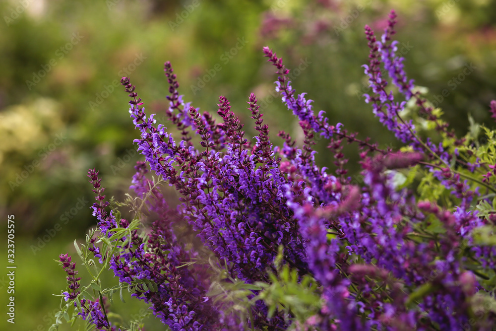 Fototapeta premium purple flowers in garden