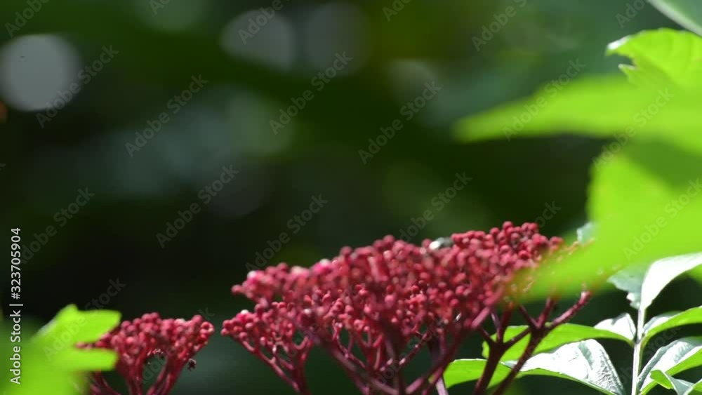 Honey Bee And Butterfly Collecting Nectar From Flower. Honey Bee And Butterfly Collecting Nectar From Flower.