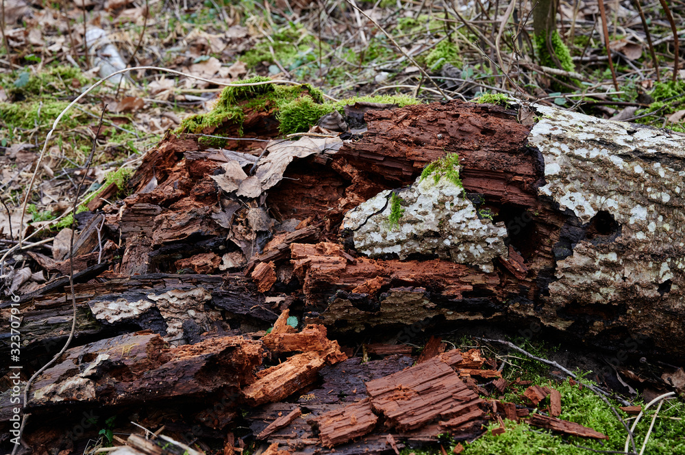 Old rotten trees Old rotten trees