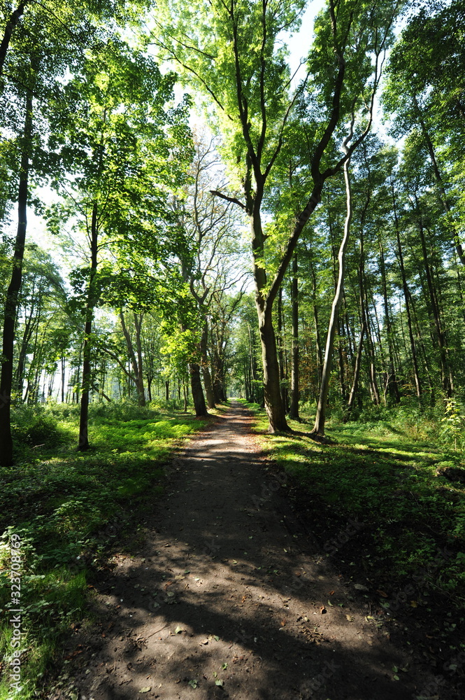 Küstenwald zwischen Ahlbeck und Swinemünde Küstenwald zwischen Ahlbeck und Swinemünde