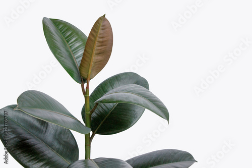 Ficus elastica plant(rubber tree) with white background photo