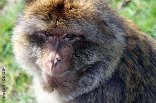 portrait of monkey