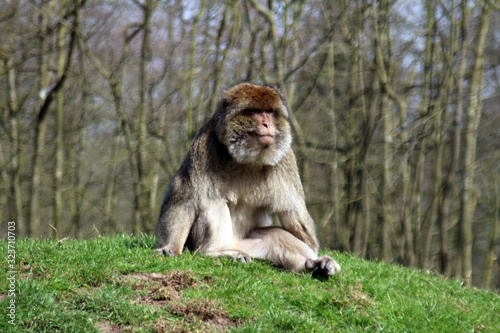 portrait of monkey photo