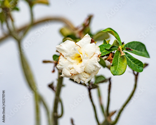 White rose up close photo