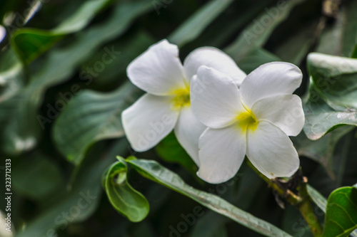 White frangipani plumeria tropical exotic flower