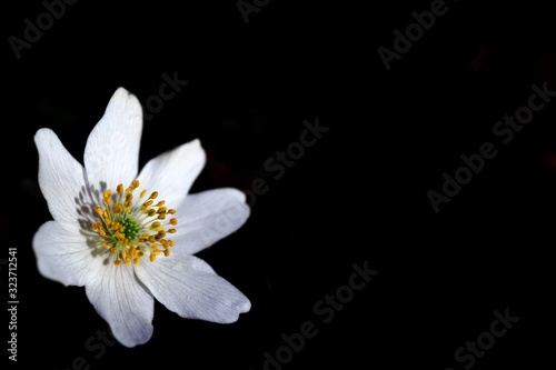 Fototapeta Naklejka Na Ścianę i Meble -  Fleur blanche