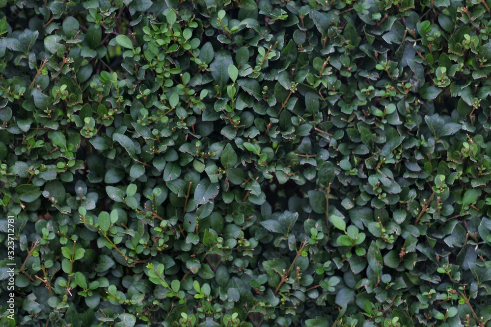 Seamless Texture - Leaves 004 Seamless Texture - Leaves 004