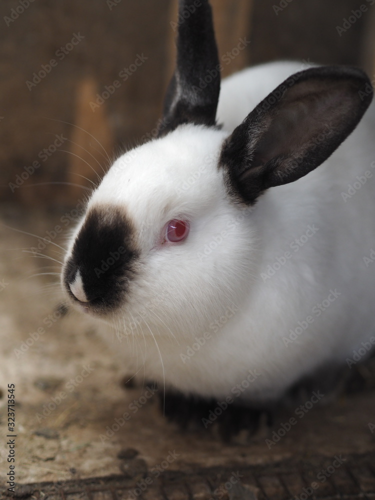 White rabbit with black ears. The content of the rabbit in the cage. Red eyes. White rabbit with black ears. The content of the rabbit in the cage. Red eyes.