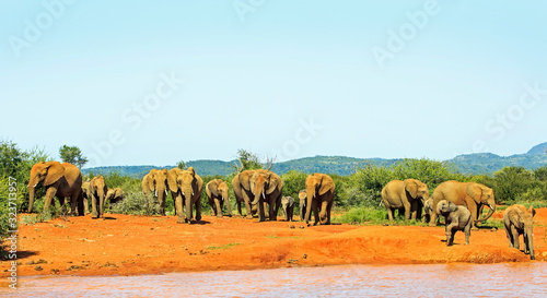 Herd of elephants approaching waterhole