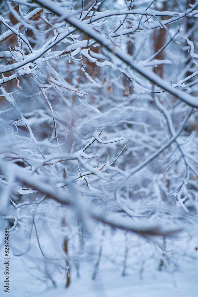 Branch covered in ice cold white frost in the winter. first frosts, cold weather, frozen water, frost and hoarfrost. Winter forest in the sun swept by snow Branch covered in ice cold white frost in the winter. first frosts, cold weather, frozen water, frost and hoarfrost. Winter forest in the sun swept by snow