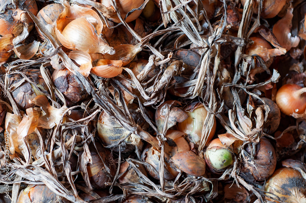 Natural organic onions are drying in the garden