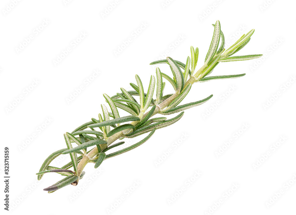 Rosemary isolated on white background Rosemary isolated on white background
