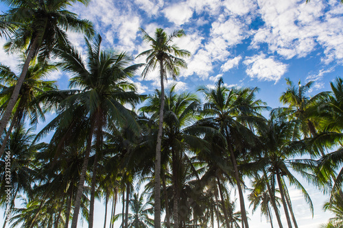 group of palm trees in wild Safari beach in El Nido, Palawan, Philippines