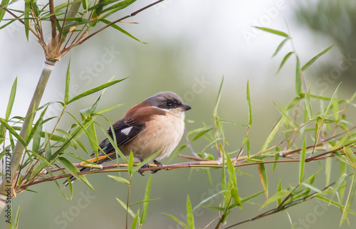 Burmese Shrike on branch In the morning atmosphere. photo