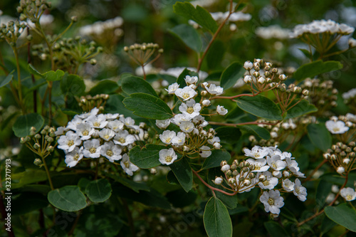 White flowers and white flower buds of Spiraea Vanhouttei shrub also called bridal wreath bush. Floral backdrop of round white petals and yellow stamens of blossoms on brown stems. Natural textures.
