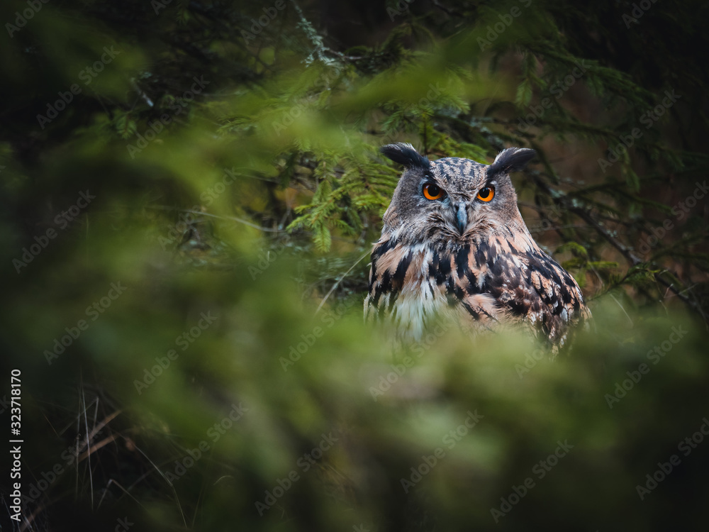 Eurasian eagle-owl (Bubo Bubo) in colorful autumn forest. Eurasian eagle owl sitting on tree. Owl in colorful autumn forest. Green foreground. Eurasian eagle-owl (Bubo Bubo) in colorful autumn forest. Eurasian eagle owl sitting on tree. Owl in colorful autumn forest. Green foreground.