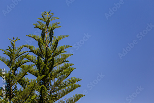 Araucaria heterophylla (Salisb.) Franco.  Norfolk island pine, House wine. photo