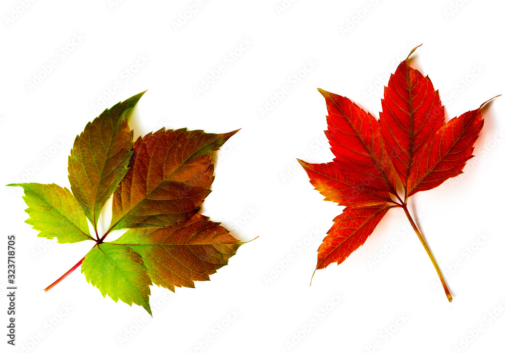 autumn leaves on a white background autumn leaves on a white background