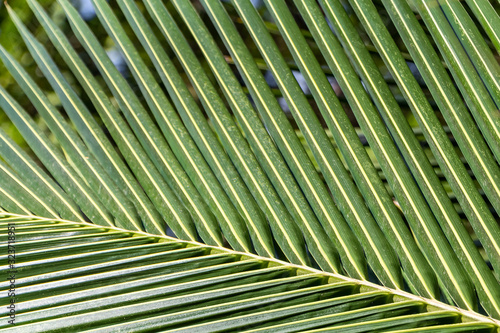 A big Cocos nucifera palm leaf is on the beach orange sunrise sky background