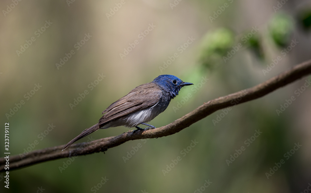 Black-naped Monarch on branch tree in forest.