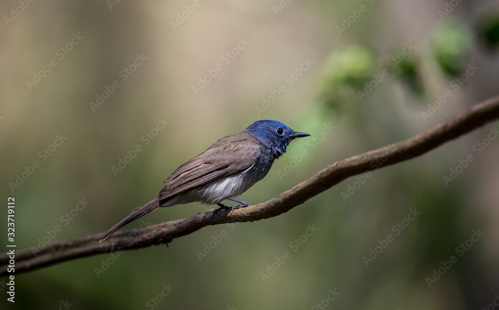 Black-naped Monarch on branch tree in forest. Black-naped Monarch on branch tree in forest.