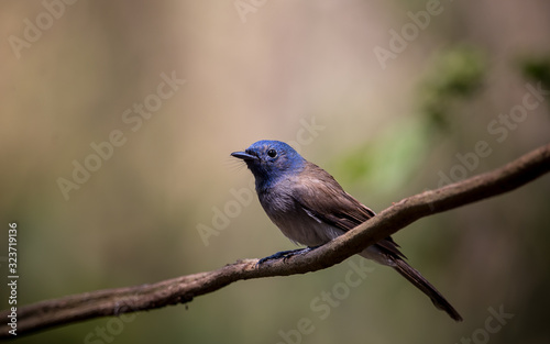 Black-naped Monarch on branch tree in forest.