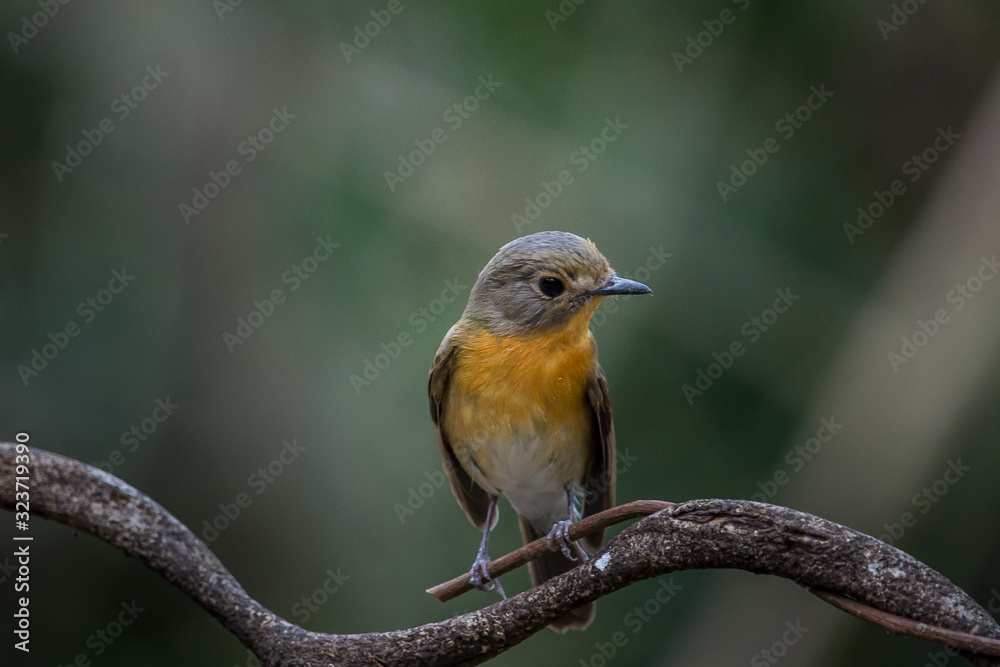 Tickell's Blue Flycatcher (Cyornis tickelliae) on branch tree. Tickell's Blue Flycatcher (Cyornis tickelliae) on branch tree.