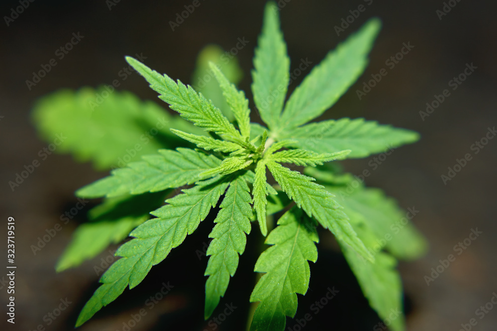 Cannabis seedlings are grown on soil for the production of CBD hemp oil for the health of cats and dogs. Growing marijuana indoors for medical purposes. Beautiful background Cannabis seedlings are grown on soil for the production of CBD hemp oil for the health of cats and dogs. Growing marijuana indoors for medical purposes. Beautiful background
