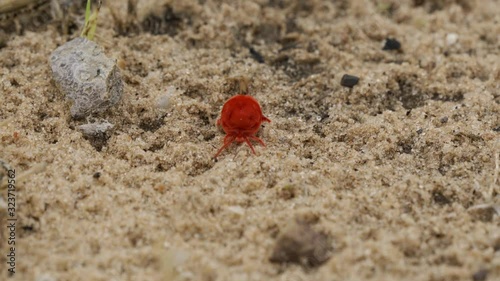 Velvet Christmas Spider, Namibia photo