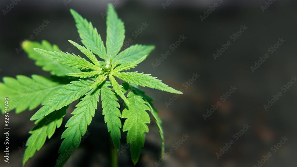 Research marijuana CBD cannabidiol. Cannabis as herbal alternative medicine and chemical therapy, healthcare, and medical science