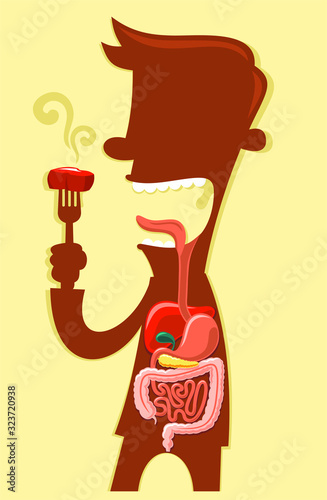 digestive system 