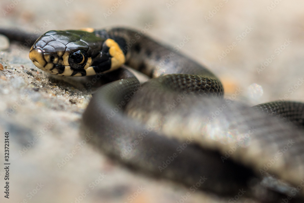 Fototapeta premium Close up of a grass snake crawling in sand