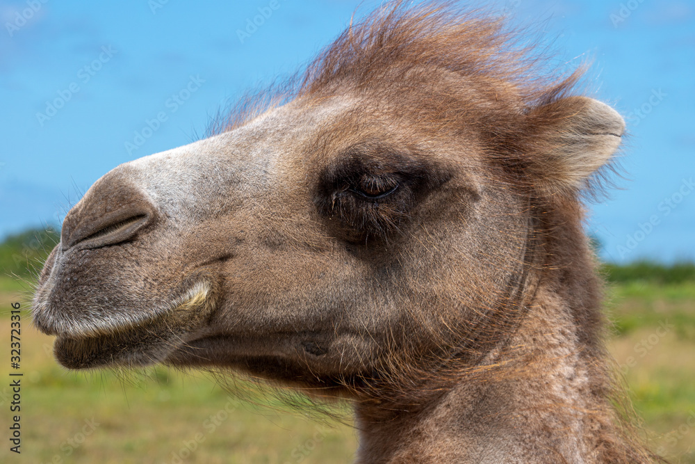 Fototapeta premium Close up profile portrait of a sweet camel in sunlight