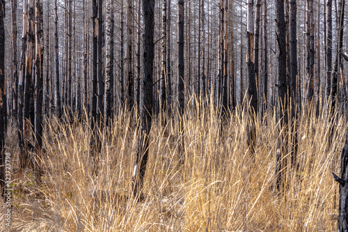 Golden grass growing in a forest ravaged by a forest fire