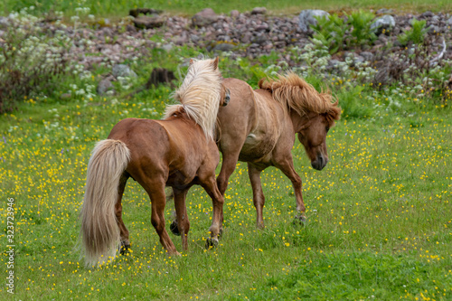 Icelandic horse stallion getting kicked by the mare