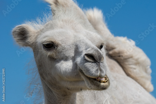 Low angle head portrait of a white female very cute camel © Magnus