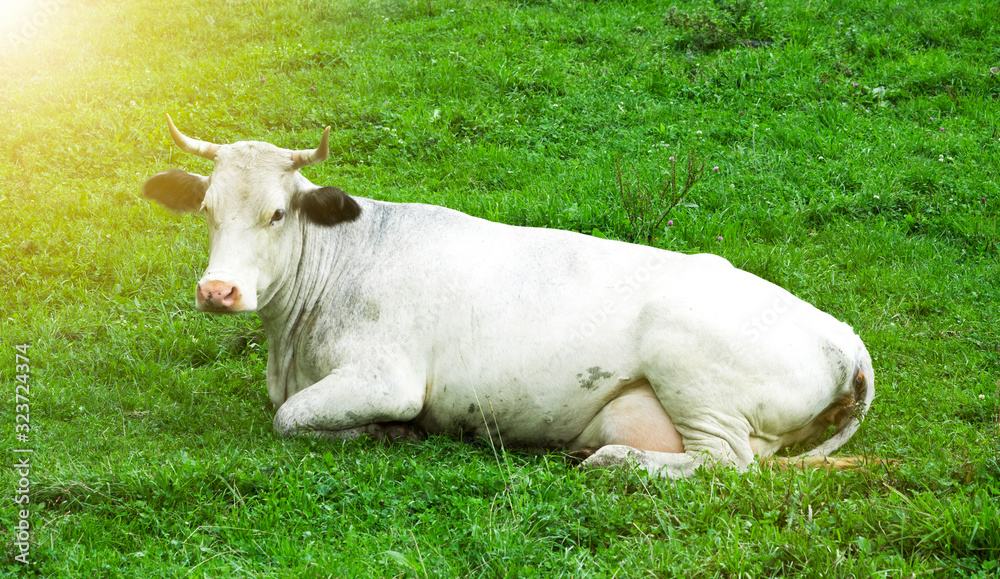 white cow lies on a green field white cow lies on a green field